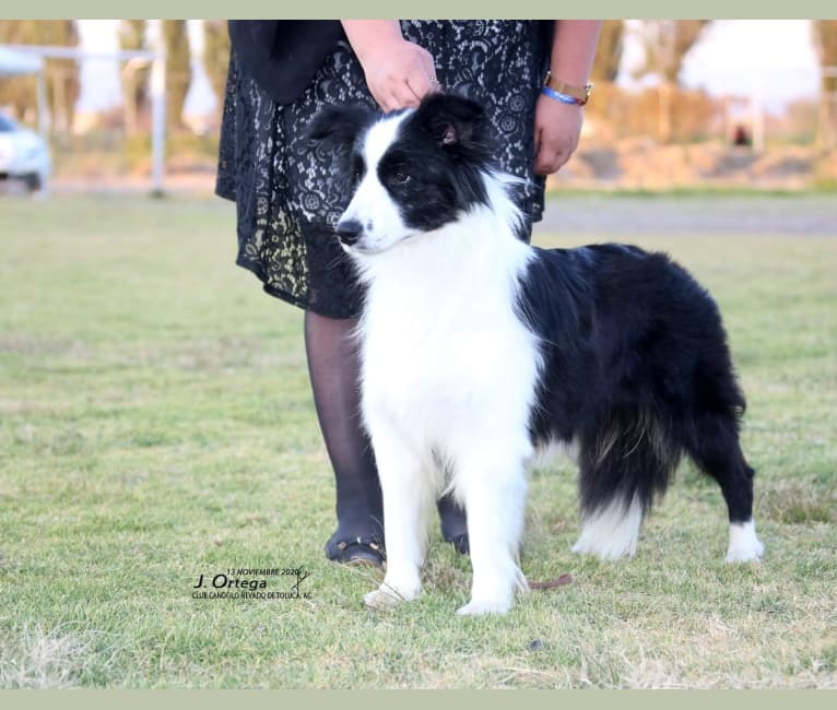Jbk border collies top