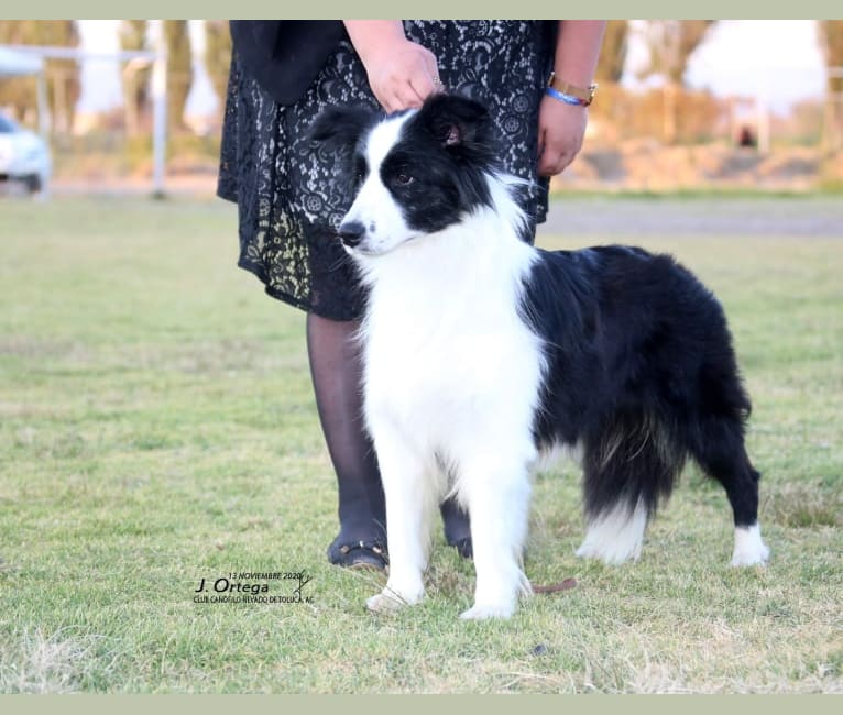 JBK Diamonds R Forever, a Border Collie tested with EmbarkVet.com