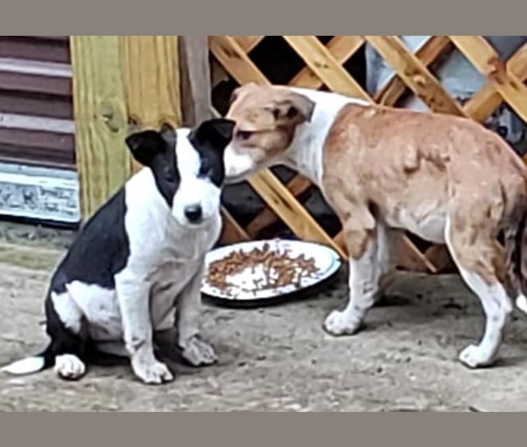 Photo of Tamago, an American Pit Bull Terrier, Australian Cattle Dog, Chow Chow, and Mixed mix in Point Blank, Texas, USA