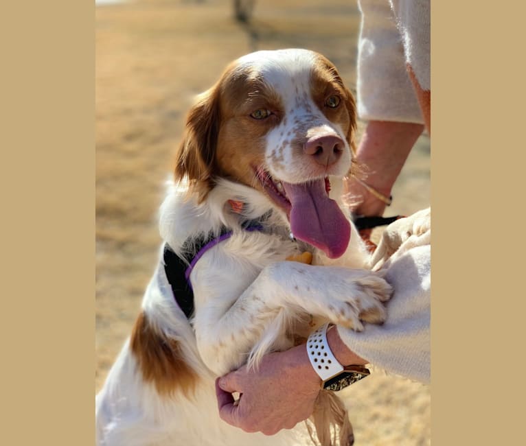 Mason, a Brittany and English Setter mix tested with EmbarkVet.com