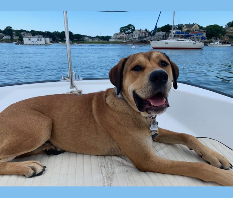 Embark Dog DNA Test Breed