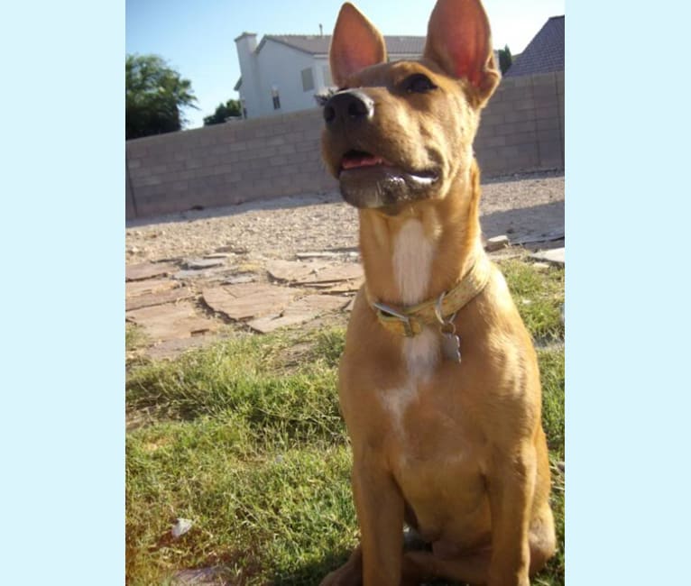 Photo of Puppy, an American Pit Bull Terrier and Australian Cattle Dog mix in North Las Vegas, Nevada, USA