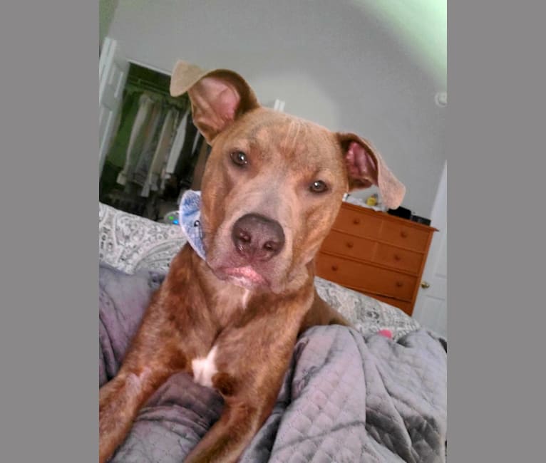 Embark Dog Dna Test Breed