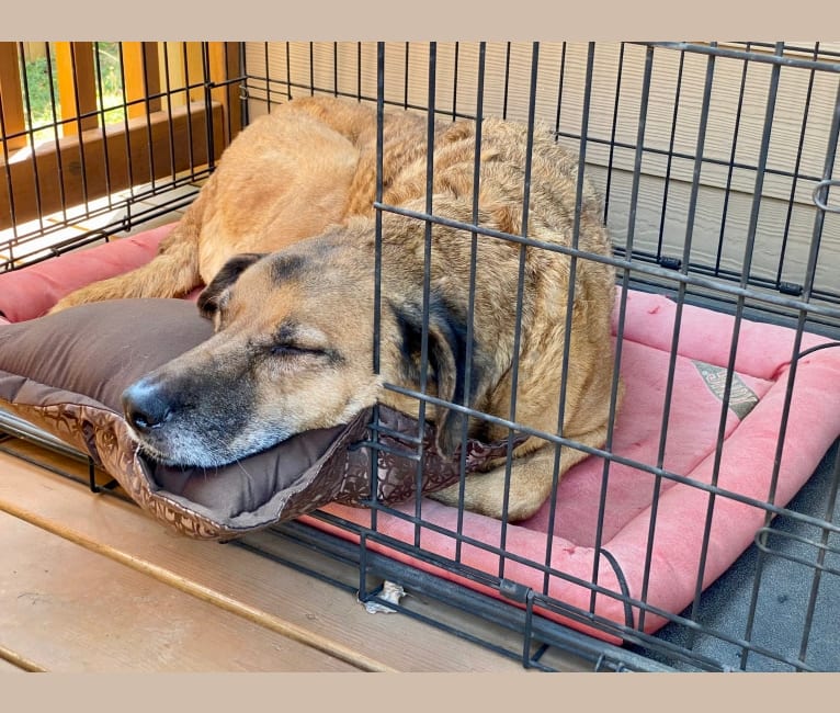 Sansa, a Labrador Retriever and German Shepherd Dog mix tested with EmbarkVet.com