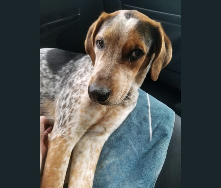 Bumper, an American English Coonhound and Miniature/MAS-type Australian Shepherd mix tested with EmbarkVet.com