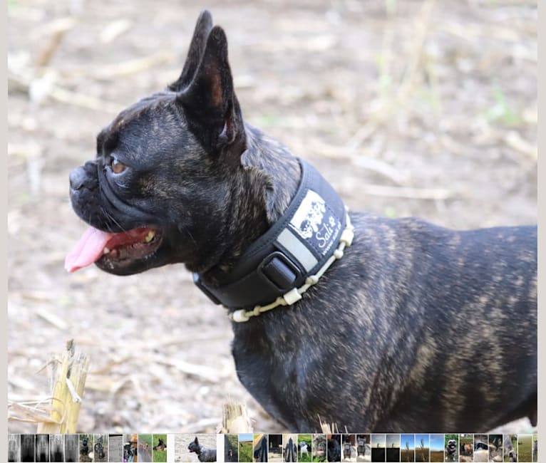 Photo of Lilly, a French Bulldog 