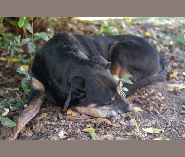 Talon, a Labrador Retriever and Treeing Walker Coonhound mix tested with EmbarkVet.com