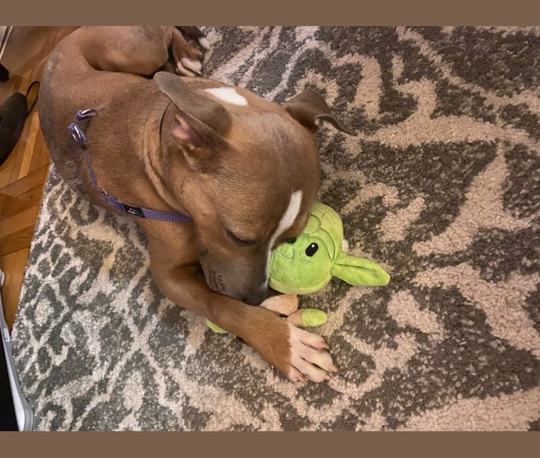 Photo of Morty, an American Pit Bull Terrier and American Staffordshire Terrier mix in Washington, District of Columbia, USA