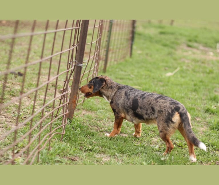 Border collie cross sausage hot sale dog