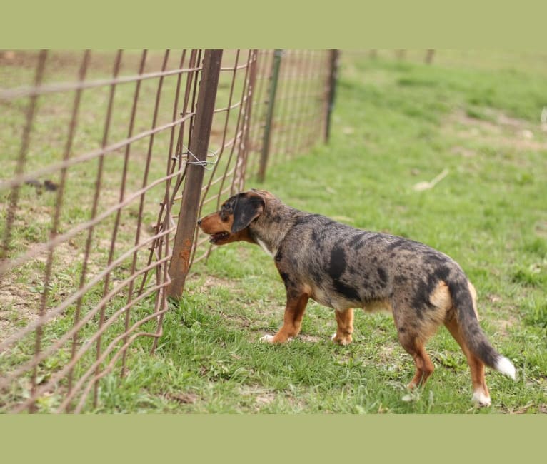 Muppy, a Border Collie and Dachshund mix tested with EmbarkVet.com