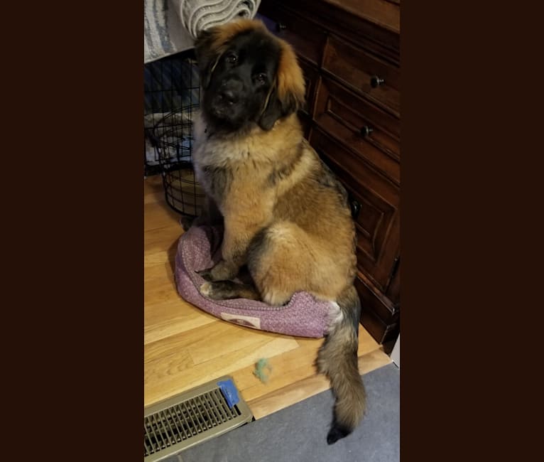 Photo of Kamenah's Only For the Brave of Heart "Jasiri", a Leonberger  in Chewelah, WA, USA