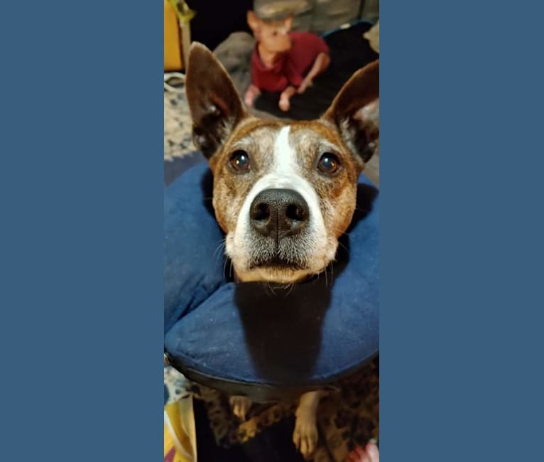 Photo of King Arthur McJacob Zapooti, an American Pit Bull Terrier, German Shepherd Dog, American Bulldog, and Mixed mix in Tacoma, Washington, USA