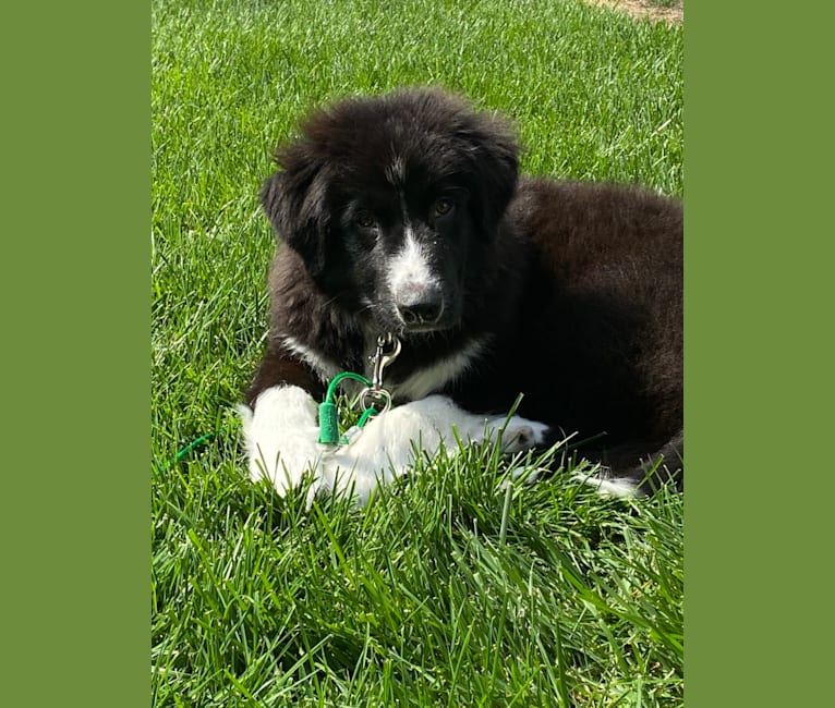 Bowie, a Great Pyrenees and Australian Shepherd mix tested with EmbarkVet.com