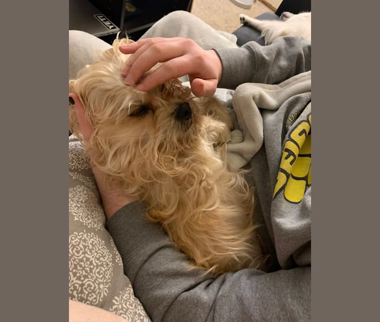 Bean, a Yorkshire Terrier and Bichon Frise mix tested with EmbarkVet.com