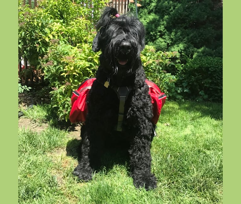 Lima, a Black Russian Terrier tested with EmbarkVet.com