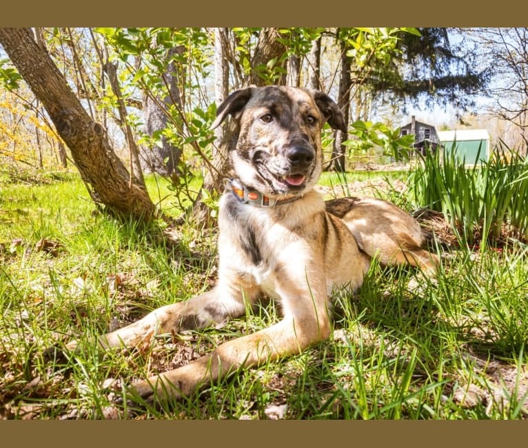 Loki, a Belgian Malinois and Australian Shepherd mix tested with EmbarkVet.com