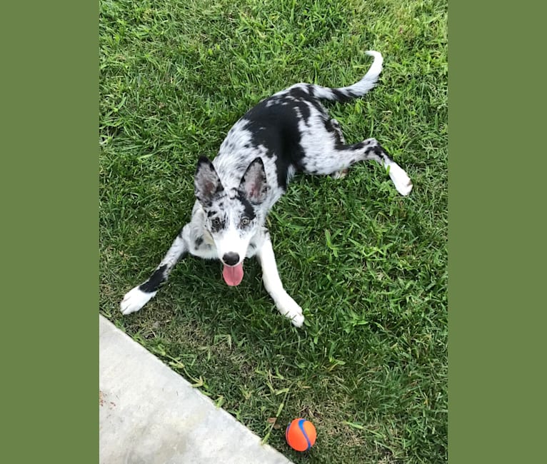Photo of Enzo, a Border Collie (14.4% unresolved) in Norco, CA, USA
