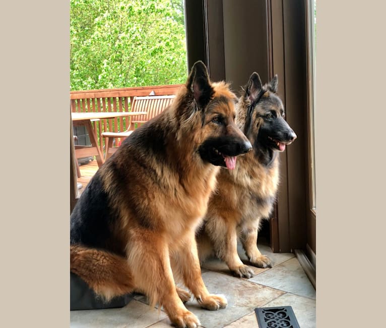 Embark Dog DNA Test Breed