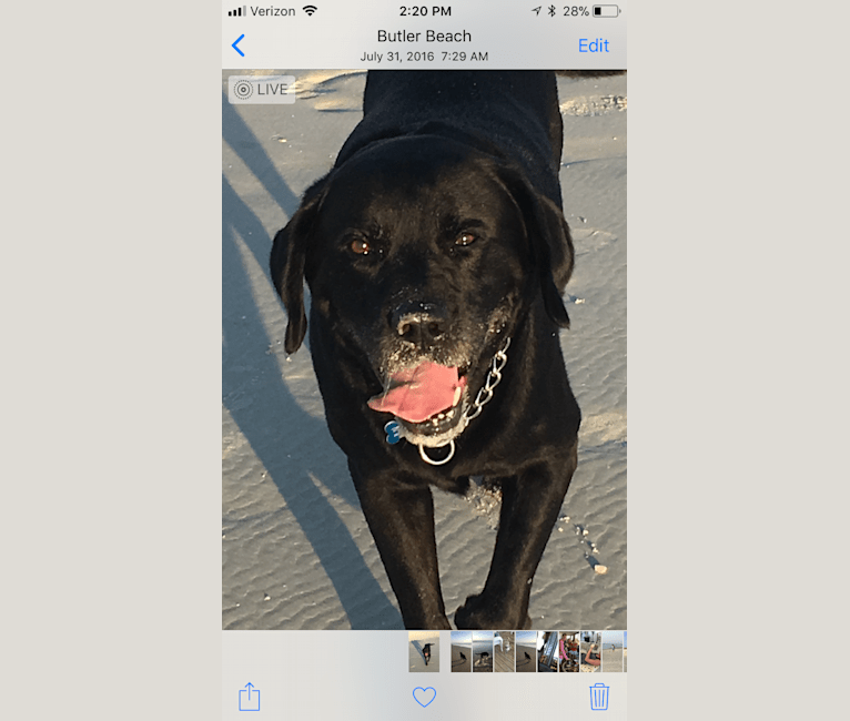 Rugged, a Labrador Retriever tested with EmbarkVet.com