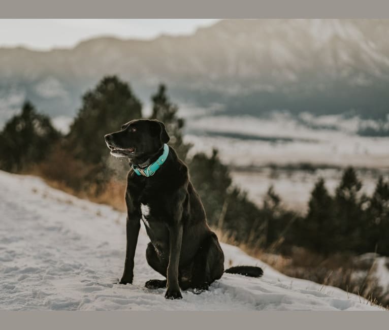 Hank, a Labrador Retriever and Border Collie mix tested with EmbarkVet.com