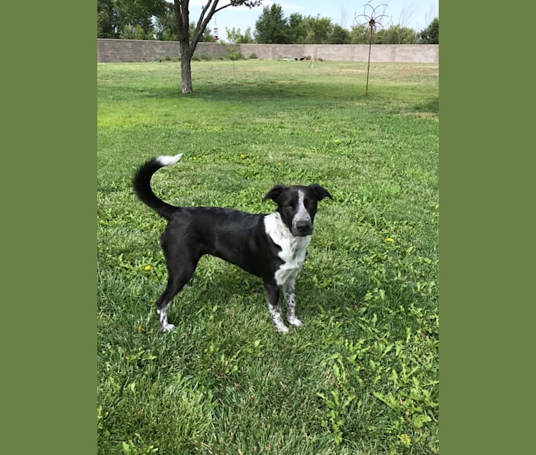 Juneau, a Staffordshire Terrier and Australian Cattle Dog mix tested with EmbarkVet.com