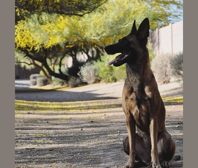 Photo of Mangle, a Dutch Shepherd  in Arizona, USA