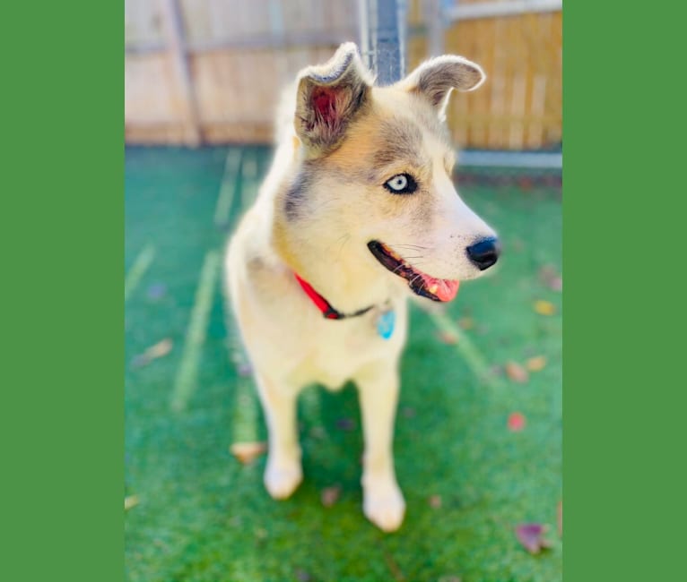 Photo of Sam, a Siberian Husky and Mixed mix in Angels Among Us Pet Rescue, Alpharetta, GA, USA