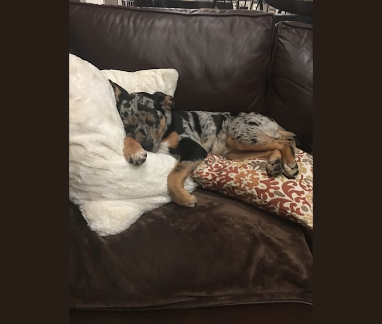 American bully australian shepherd mix clearance