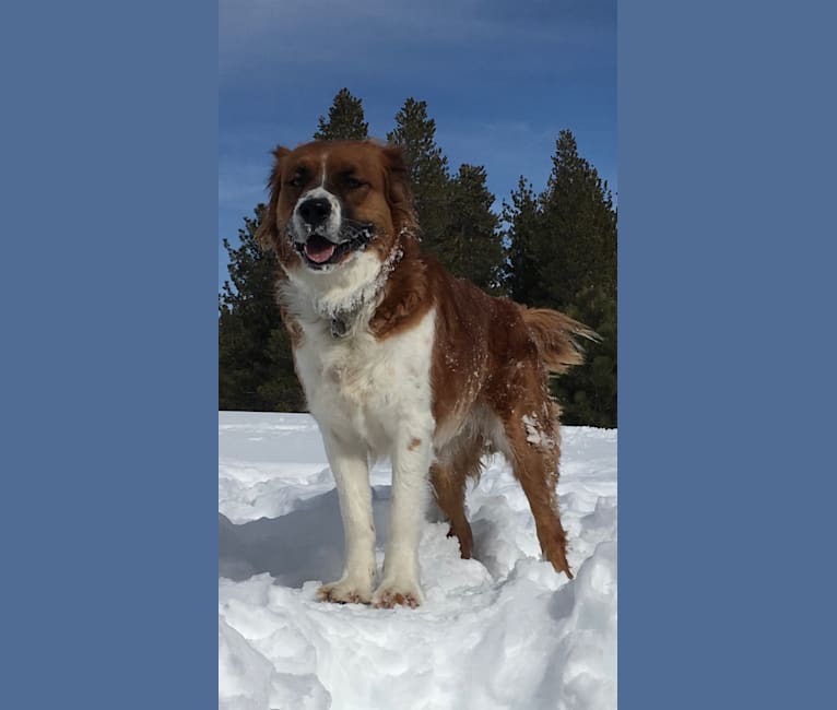 Wilson, a Staffordshire Terrier and Chow Chow mix tested with EmbarkVet.com