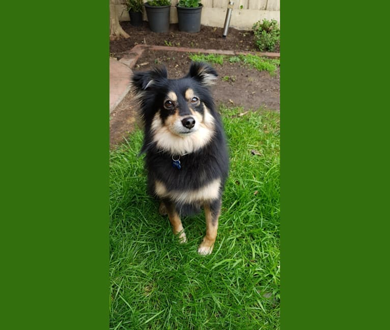 Pablo, a Pomeranian and Russell-type Terrier mix tested with EmbarkVet.com