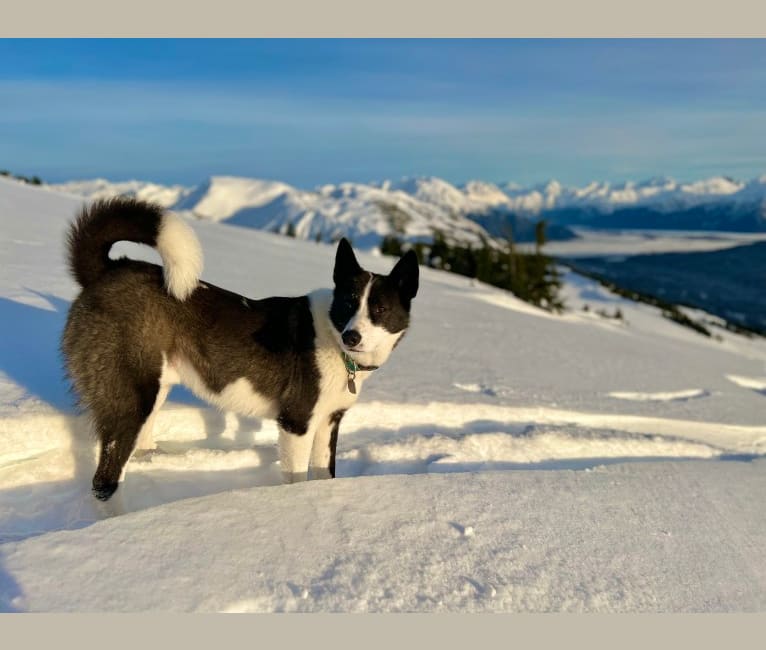 Tuli, a Karelian Bear Dog tested with EmbarkVet.com