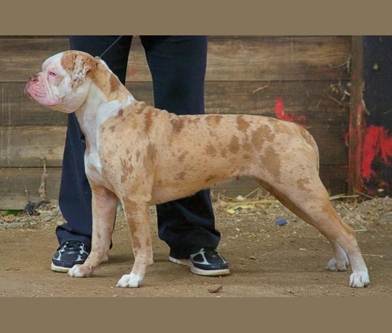 Big D’s Miracle of Hope, an Alapaha Blue Blood Bulldog tested with EmbarkVet.com