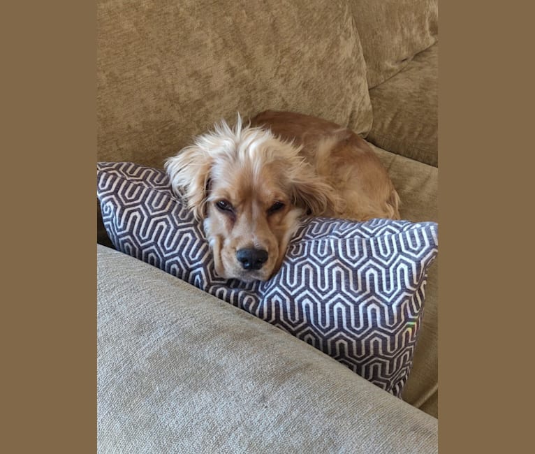 Linus, a Cocker Spaniel and English Cocker Spaniel mix tested with EmbarkVet.com