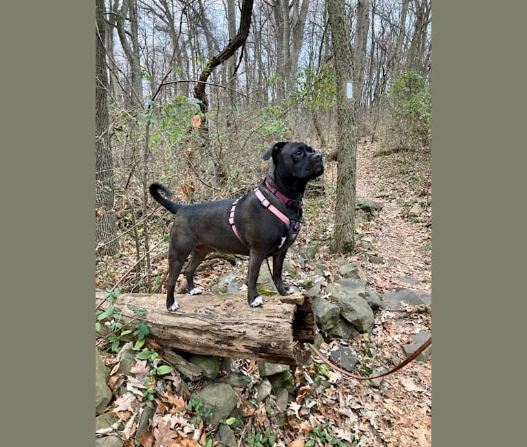 Photo of Poppy, an American Pit Bull Terrier, Pug, American Bulldog, American Foxhound, and Labrador Retriever mix in West Virginia, USA
