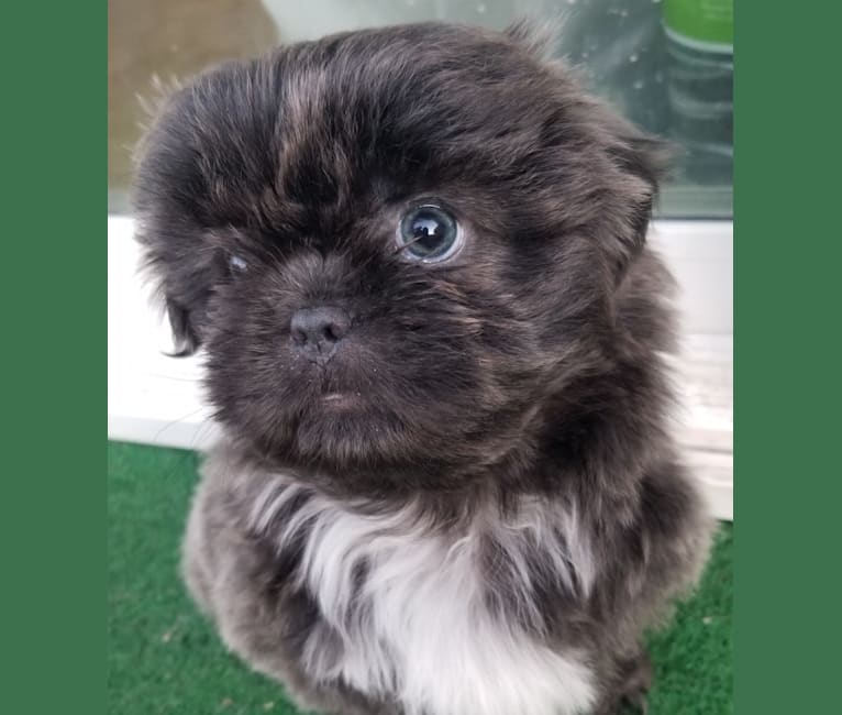 Morpheus, a Shih Tzu tested with EmbarkVet.com