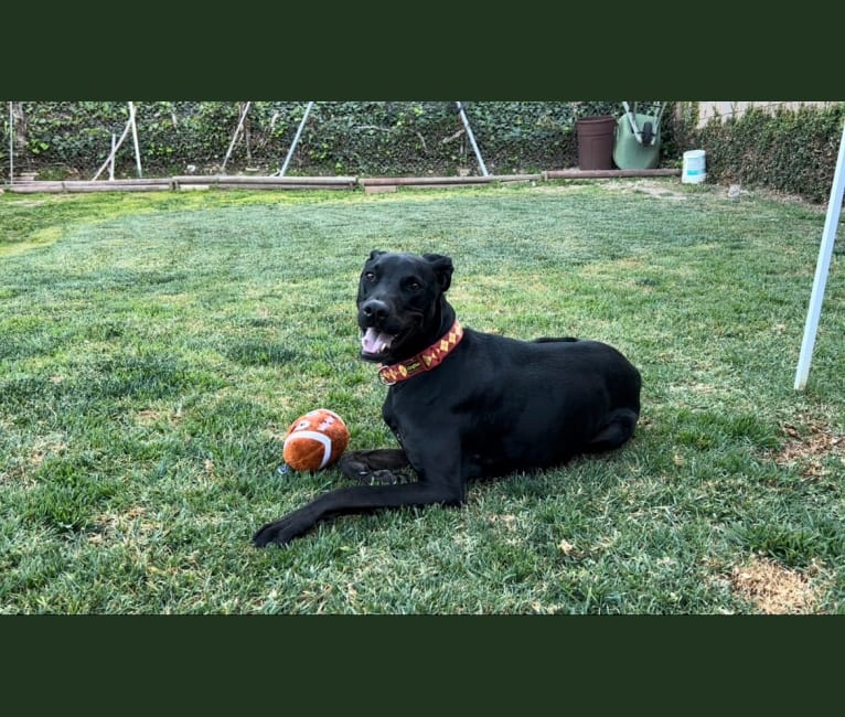 Kobe, a Dogo Argentino and Doberman Pinscher mix tested with EmbarkVet.com