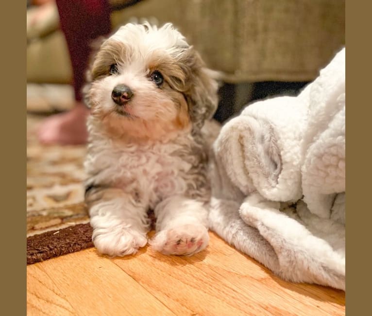 Atticus Blu, a Bichon Frise and Miniature/MAS-type Australian Shepherd mix tested with EmbarkVet.com