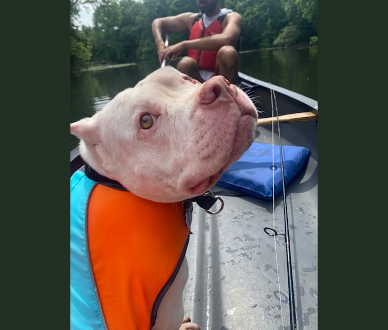 Apollo, an American Bully tested with EmbarkVet.com