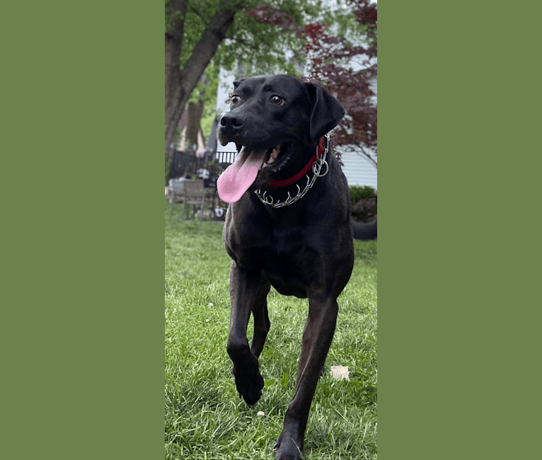 Zeppelin, an American Pit Bull Terrier and Labrador Retriever mix tested with EmbarkVet.com