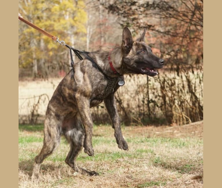 Jinx Van Patriot, a Dutch Shepherd and German Shepherd Dog mix tested with EmbarkVet.com