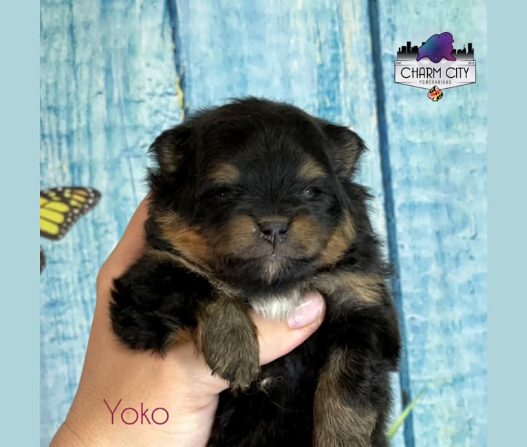 Yoko, a Pomeranian tested with EmbarkVet.com