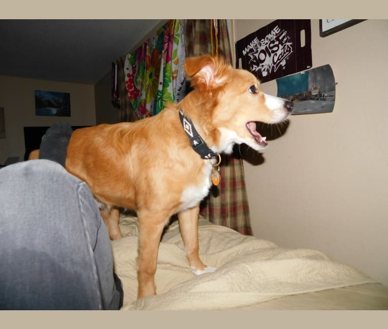Roosevelt, an American Pit Bull Terrier and Australian Shepherd mix tested with EmbarkVet.com