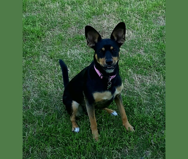 Sadie, a Rat Terrier and Chihuahua mix tested with EmbarkVet.com