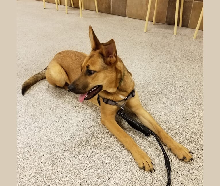 Embark Dog DNA Test Breed