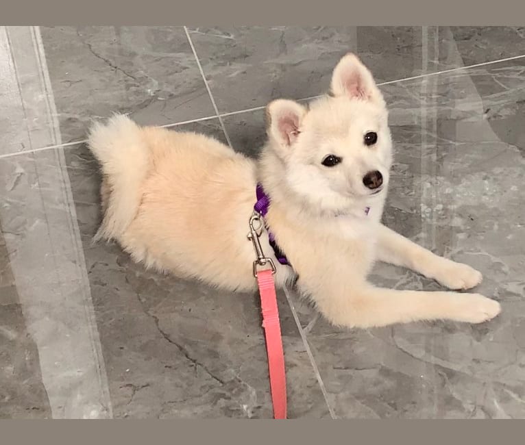 Pom klee kai sales