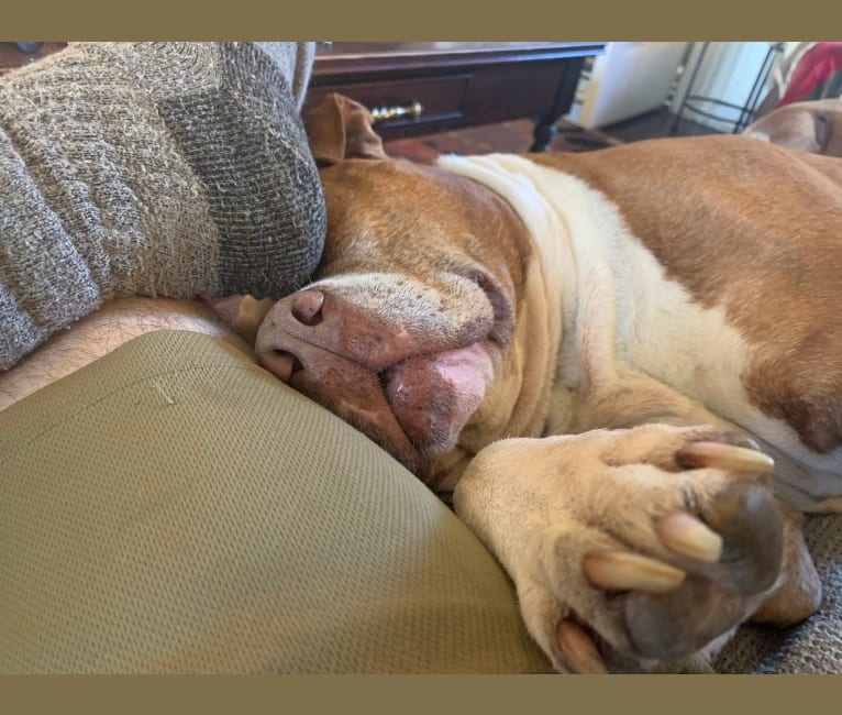 Buddy, an American Pit Bull Terrier and American Bulldog mix tested with EmbarkVet.com