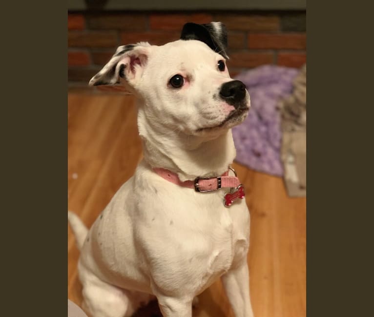 Staffordshire bull sales terrier cross chihuahua