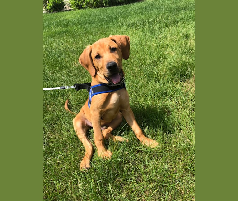 Embark Dog Dna Test Breed