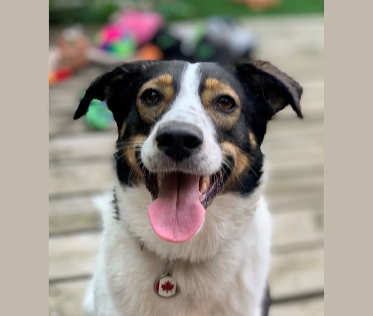 Sadie, an Eastern European Village Dog tested with EmbarkVet.com