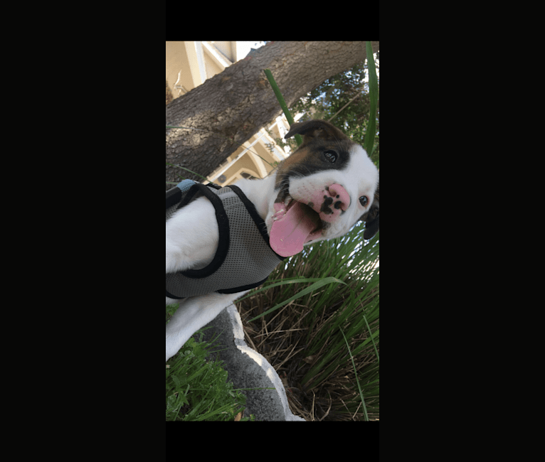 Dozer, an American Pit Bull Terrier and American Staffordshire Terrier mix tested with EmbarkVet.com